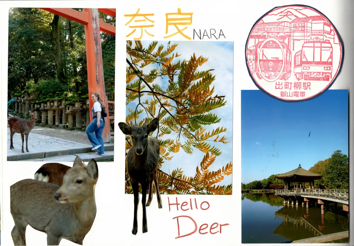 Hello Deer, Nara, Japan