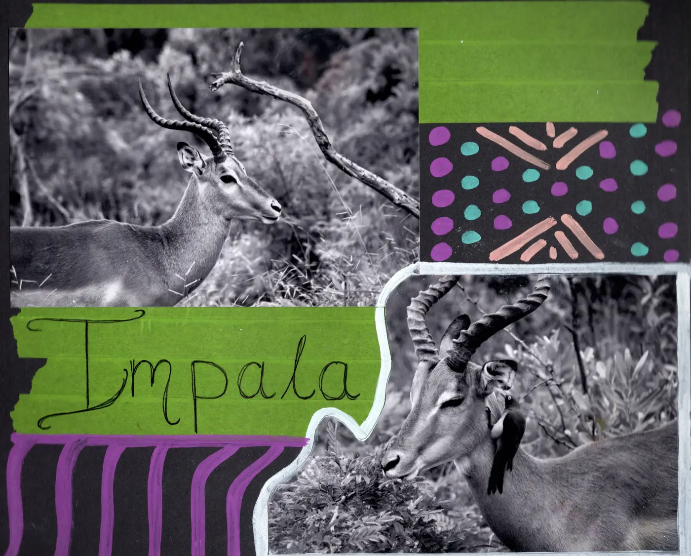 Impala, South Africa