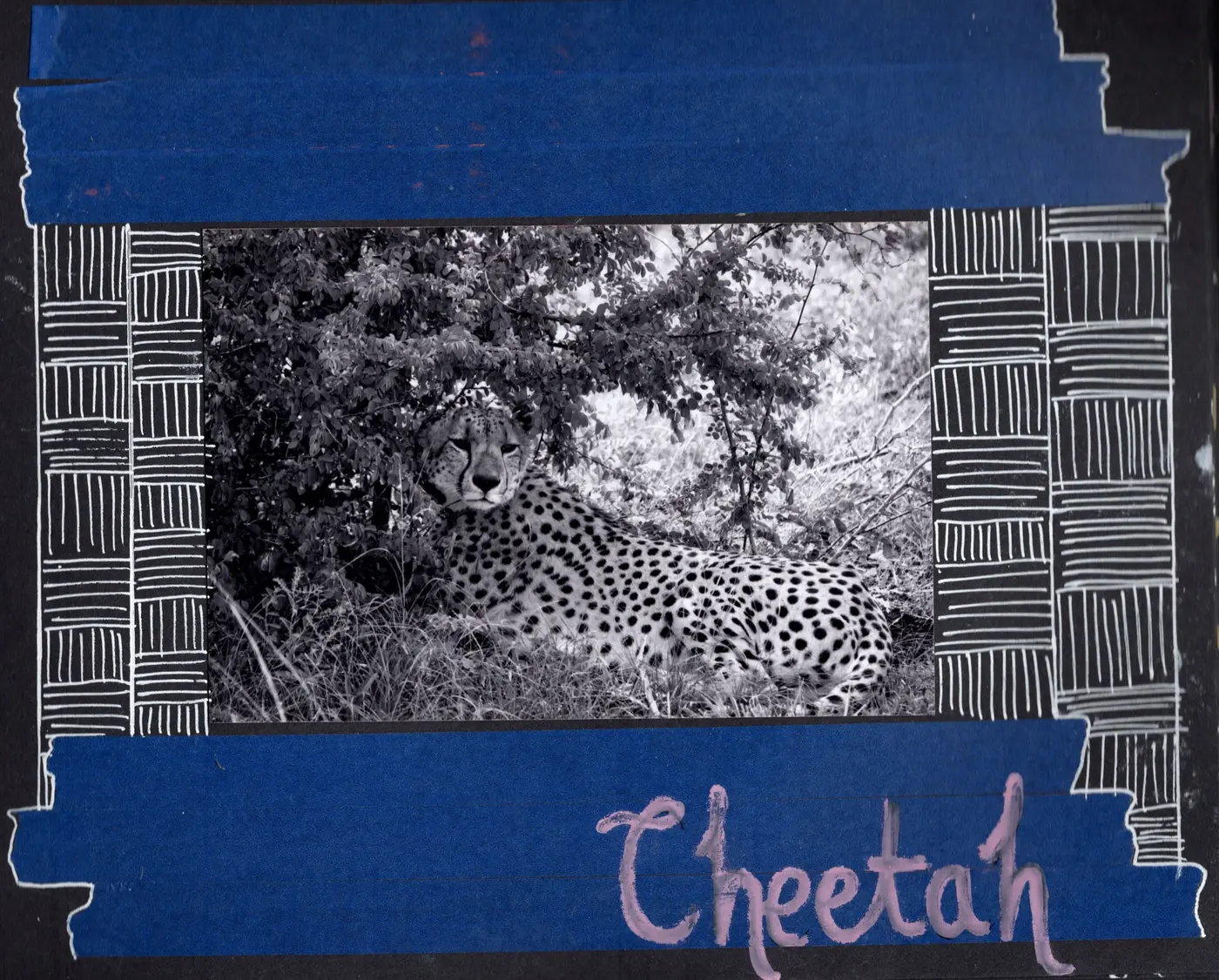 Cheetah, South Africa