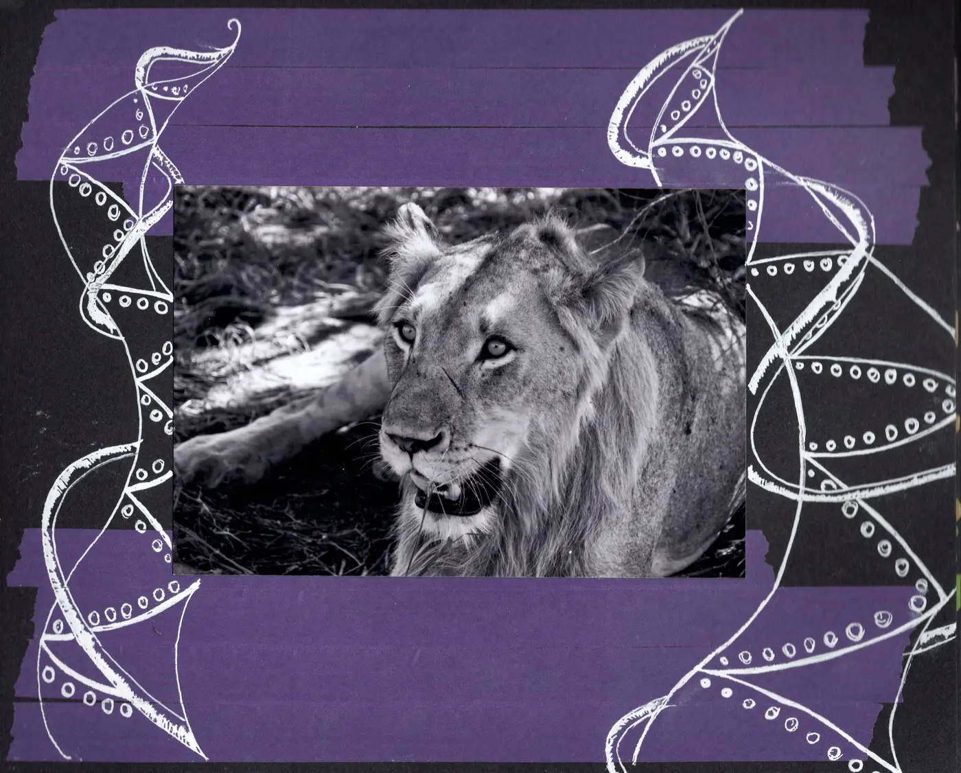 Lion, South Africa